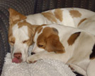 Beagle lckt sich &uuml;ber die Nase w&auml;hrend er mit Welpen kuschelt